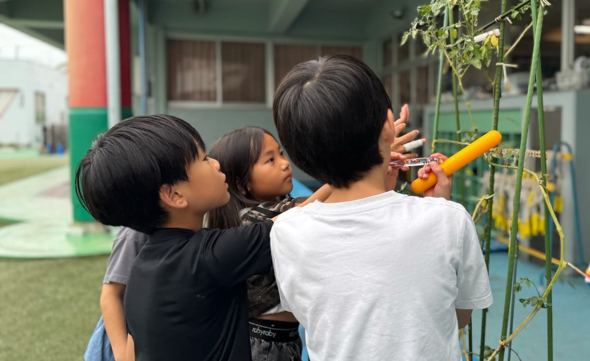 育てているトマトの生長を観察する学童クラブの子どもたち