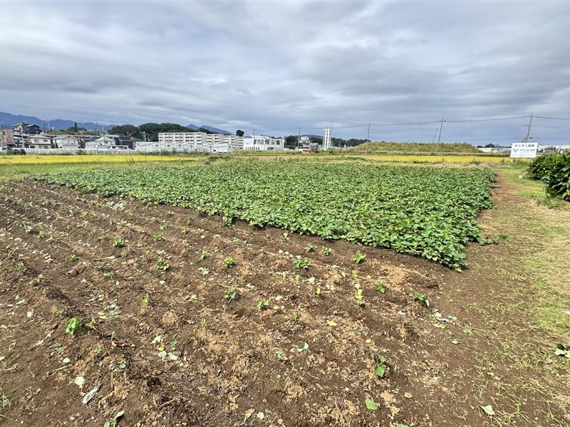 さつまいもを育てる「すくすく農園」