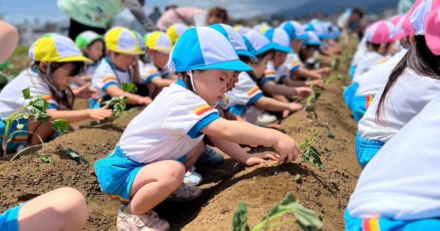 畑に並んで、さつまいもの苗を植える園児たち